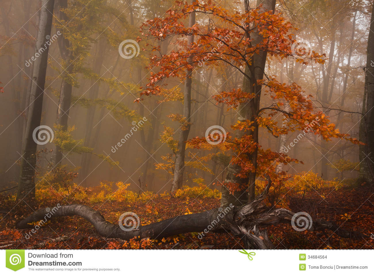 Foggy Forest During Fall And A Red Tree Stock Images   Image  34684564
