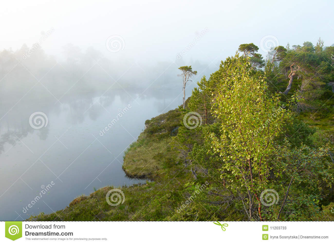 Foggy Forest Stock Photos   Image  11203733