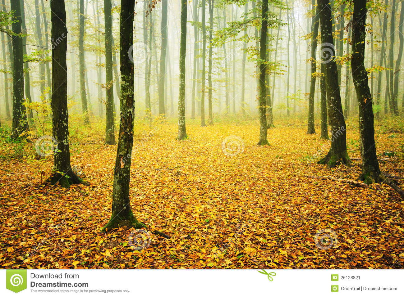 Foggy Forest With Fallen Leaves In Autumn