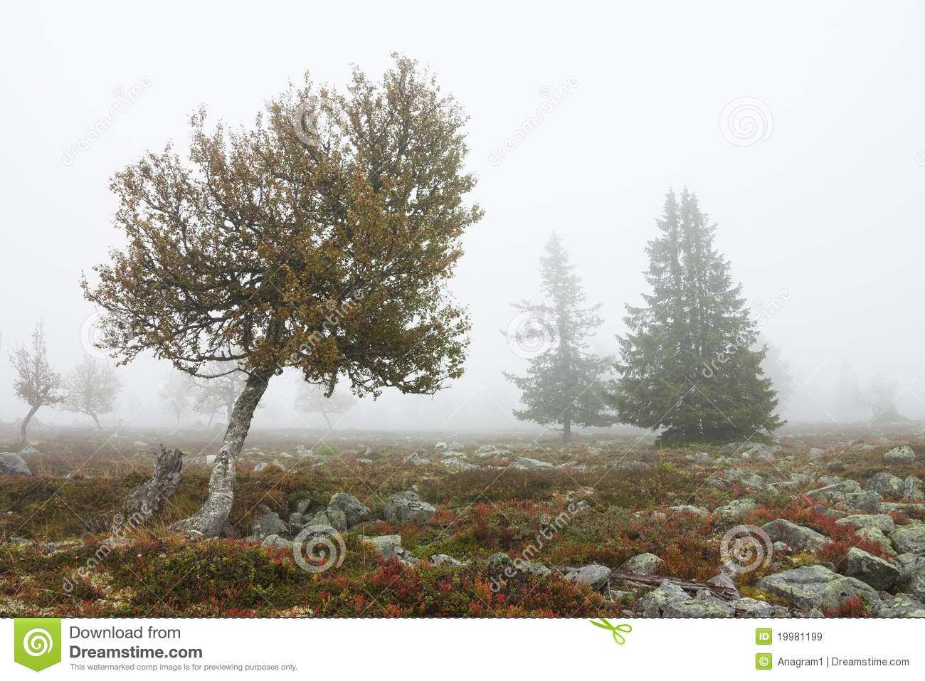 Foggy Landscape With Trees In Fall Royalty Free Stock Images   Image