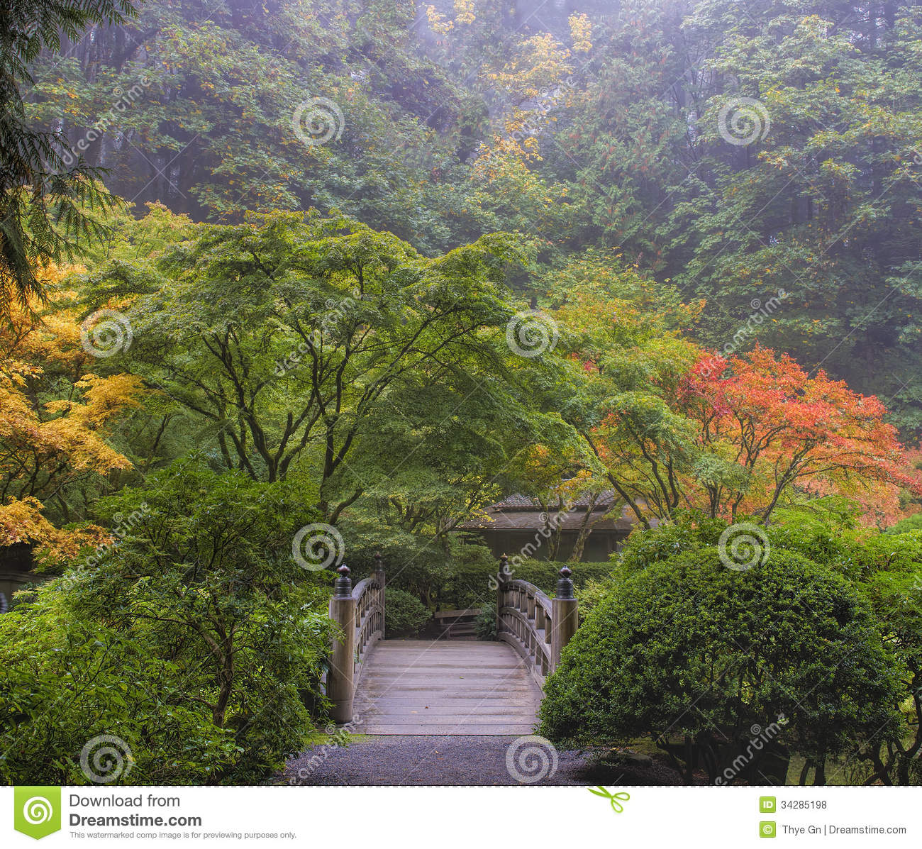 Foggy Morning In Japanese Garden With Wooden Foot Bridge During Fall