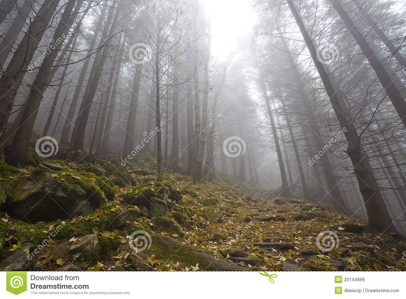 Foggy Mystery Forest With Trees In Fall Royalty Free Stock Images