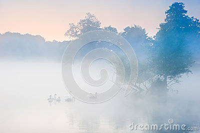 Free Stock Photo  Bevy Herd Of Swans On Misty Foggy Autumn Fall Lake