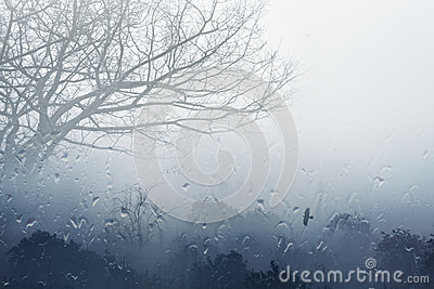 Moody Grey Fall Background   Trees In Fog Rainy Day Foggy Day