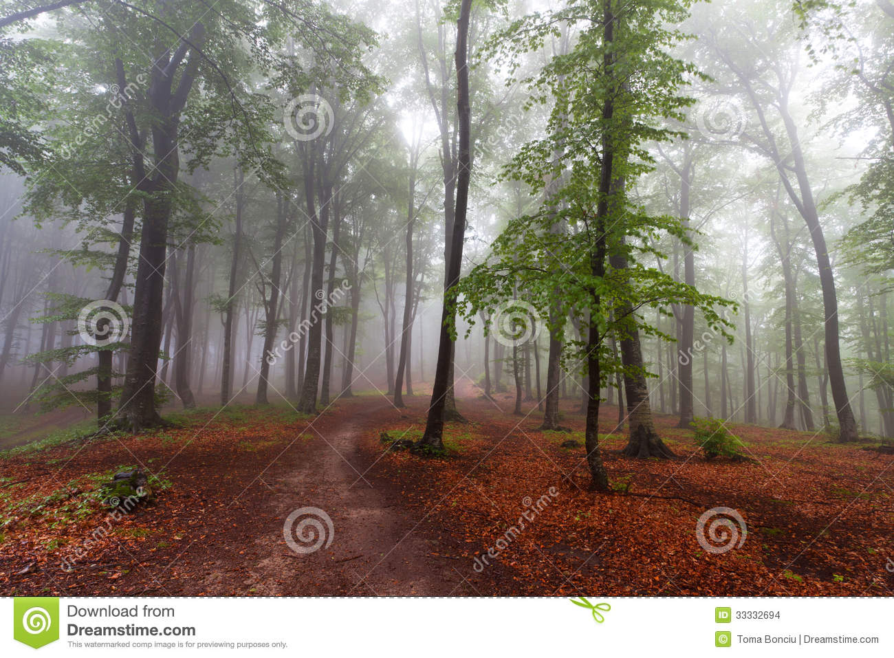 The Beginning Of Autumn  Fall  During A Foggy Day In The Forest  A