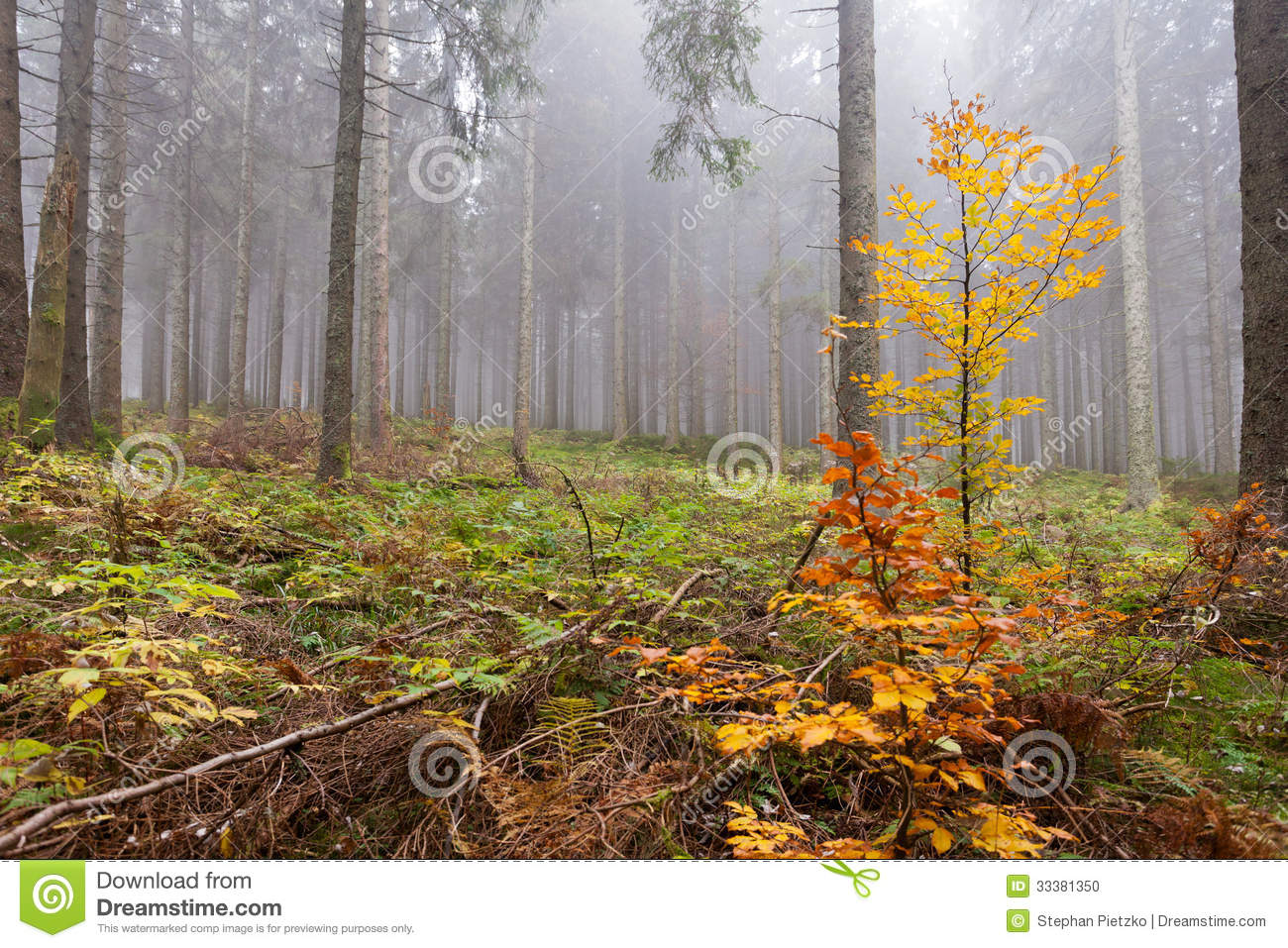Wet And Foggy Peaceful Fall Day In The Forest With Tall Old Coniferous