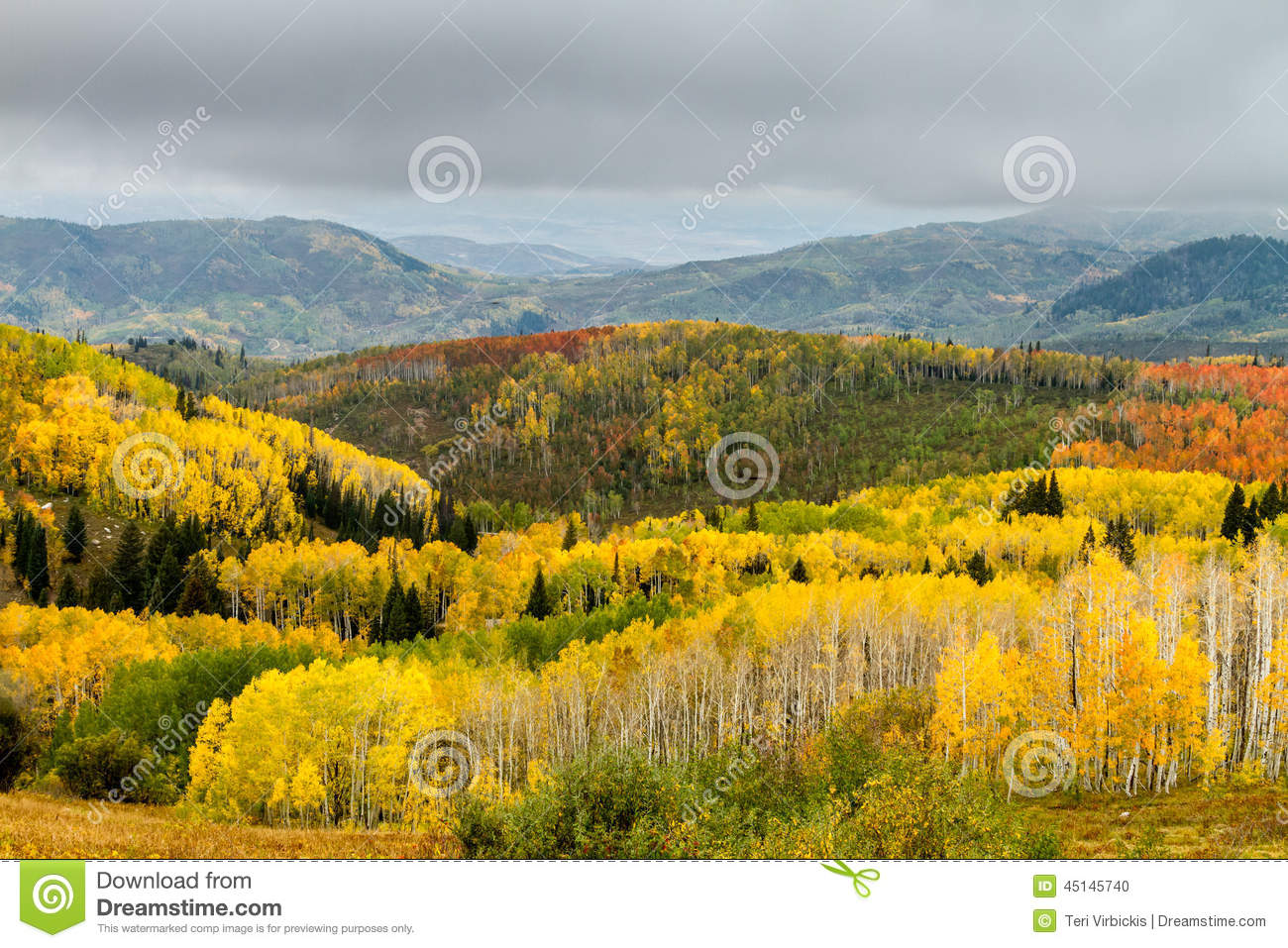 Yellow Orange And Green Changing Aspen Trees On Foggy Fall Morning