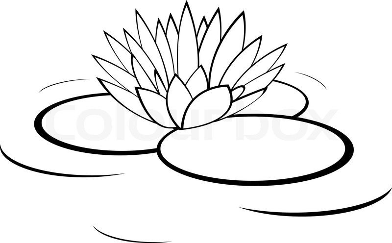 Stock Vector Of  Vector Monochrome Illustration Of Water Lily Flower