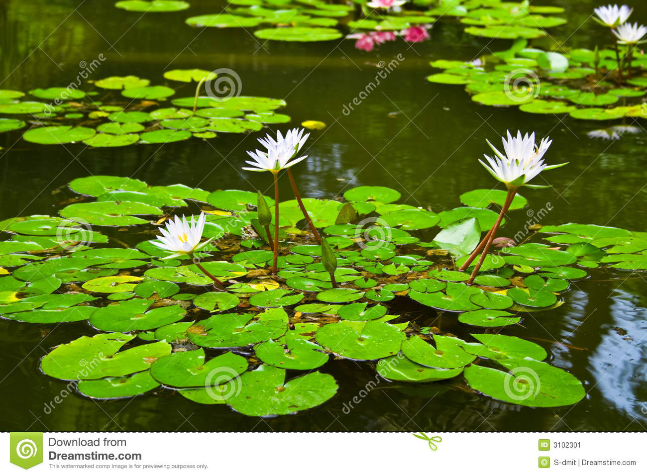 Water Lily In Pond Stock Image   Image  3102301