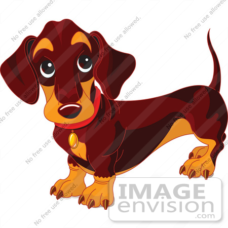 Free  Rf  Clip Art Of A Dark Weiner Dog Standing And Looking Up  56241