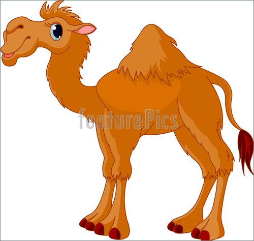 Illustration Of Camel    Illustration Of Cute Funny Camel