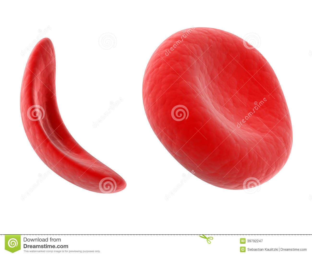 Scientific Illustration   Sickle Cell Blood Cell