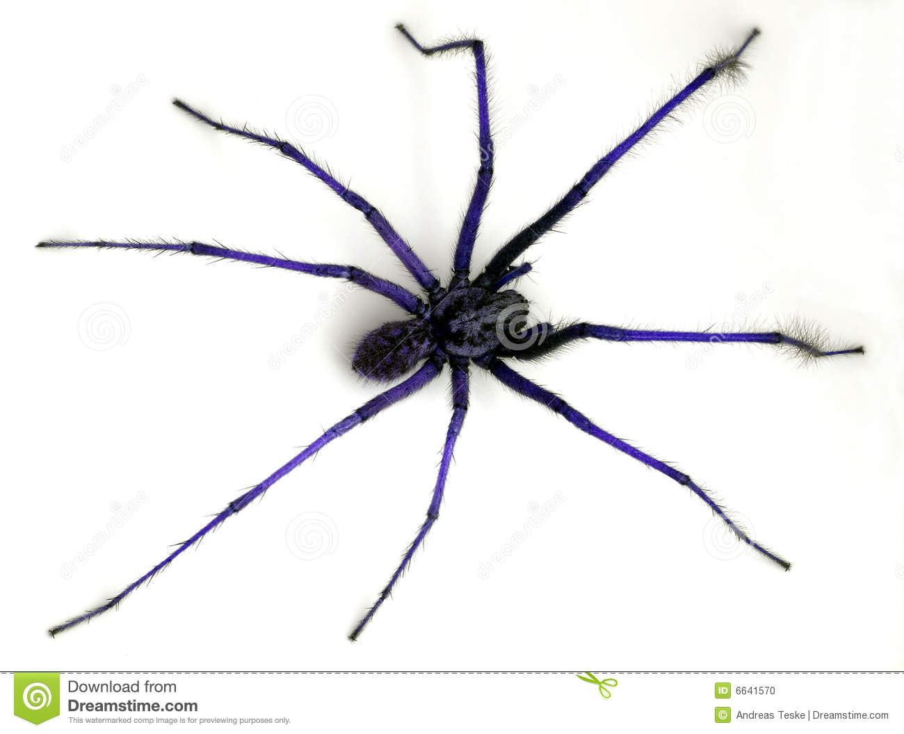Blue Spider Stock Photo   Image  6641570