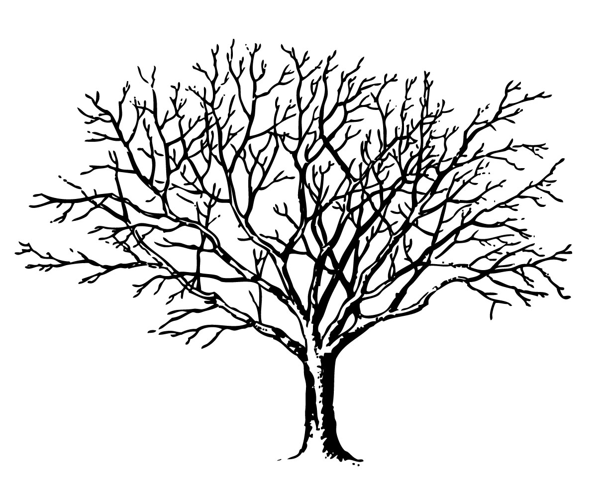 Images For   Simple Tree Without Leaves Clipart   Cliparts Co