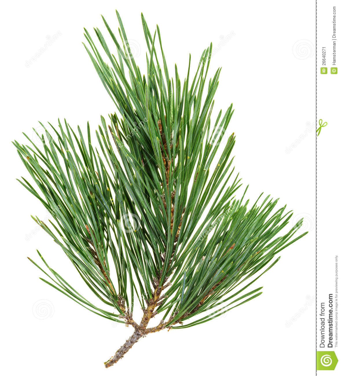 Back   Gallery For   Pine Needle Clip Art