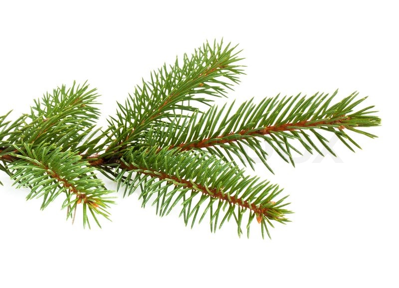 Pine Tree Branch Isolated On White Backgrond   Stock Photo   Colourbox