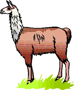 Related Pictures Llama Face Clip Art