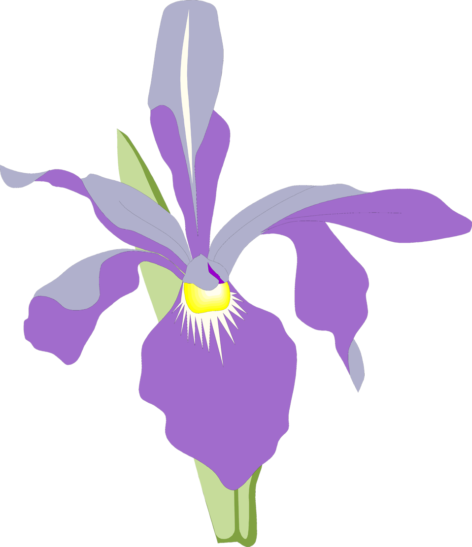 Orchid   Free Stock Photo   Illustration Of A Purple Orchid Flower
