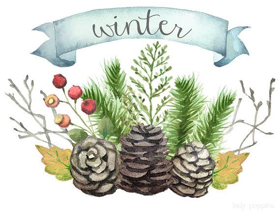 Watercolor Winter Clip Art   Pine Branches Cones Berries Leaves
