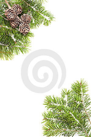 Pine Branches And Fir Cone Corners Covered In Snow On White Background