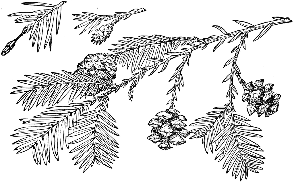 Pine Cone Of Redwood