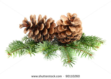 Two Pine Cones With Branch On A White Background  Stock Photo 90110260