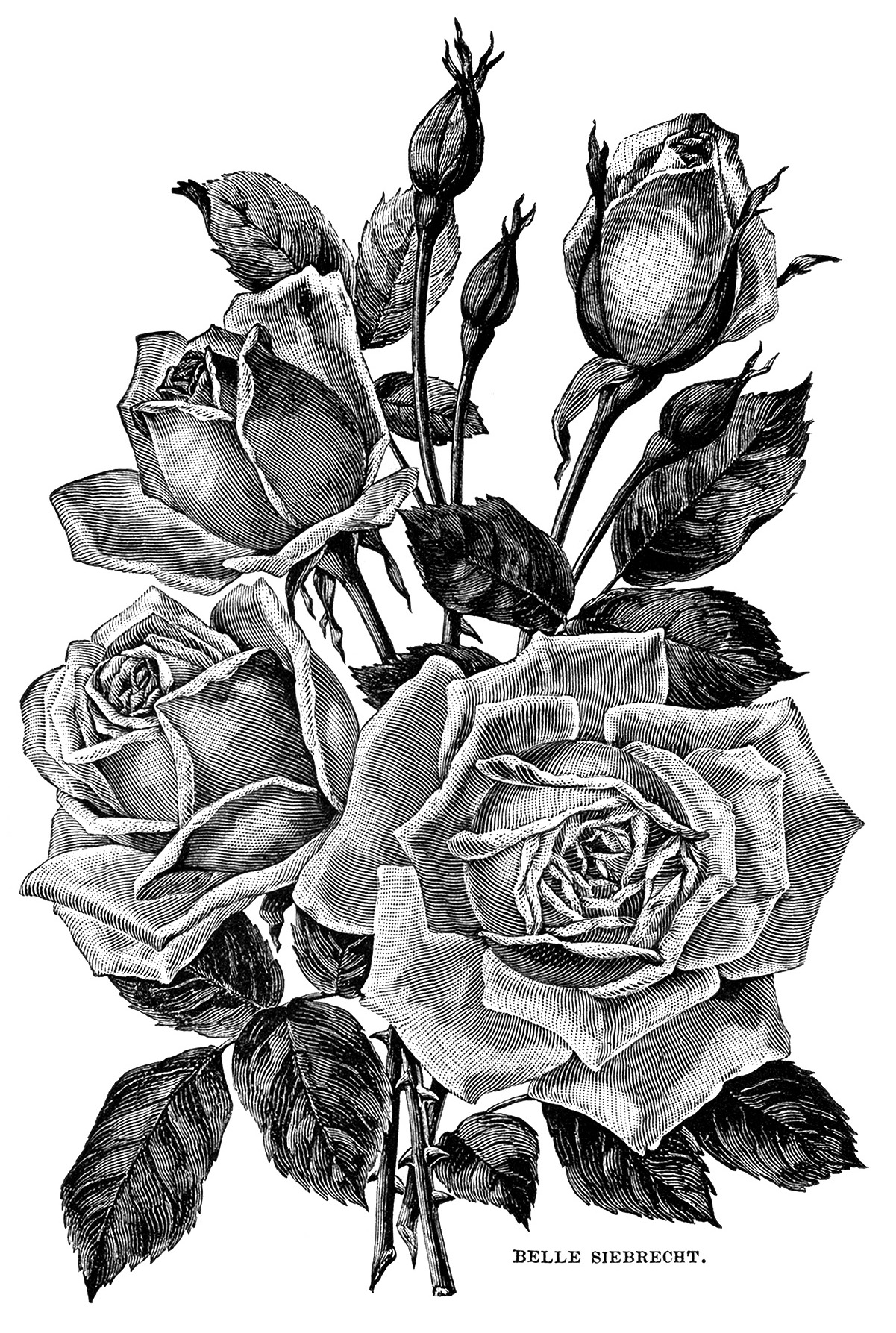 Vintage Garden Clipart Black And White Flower Illustration Roses