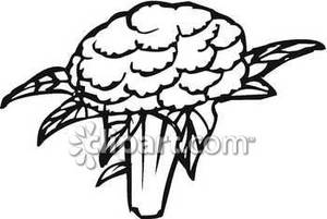 Black And White Broccoli Floret Royalty Free Clipart Picture 090408