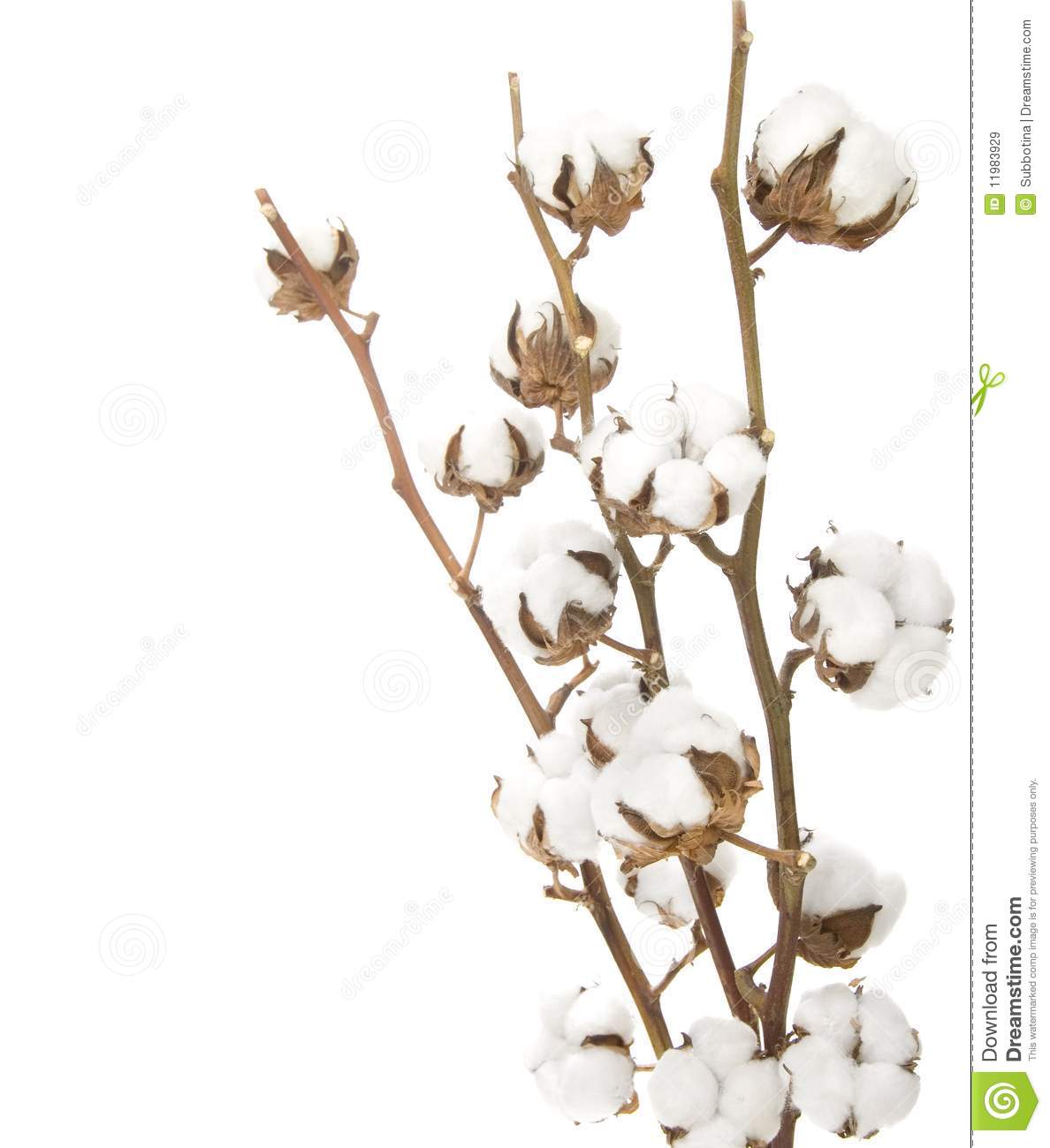Beautiful Cotton Plant Isolated On White
