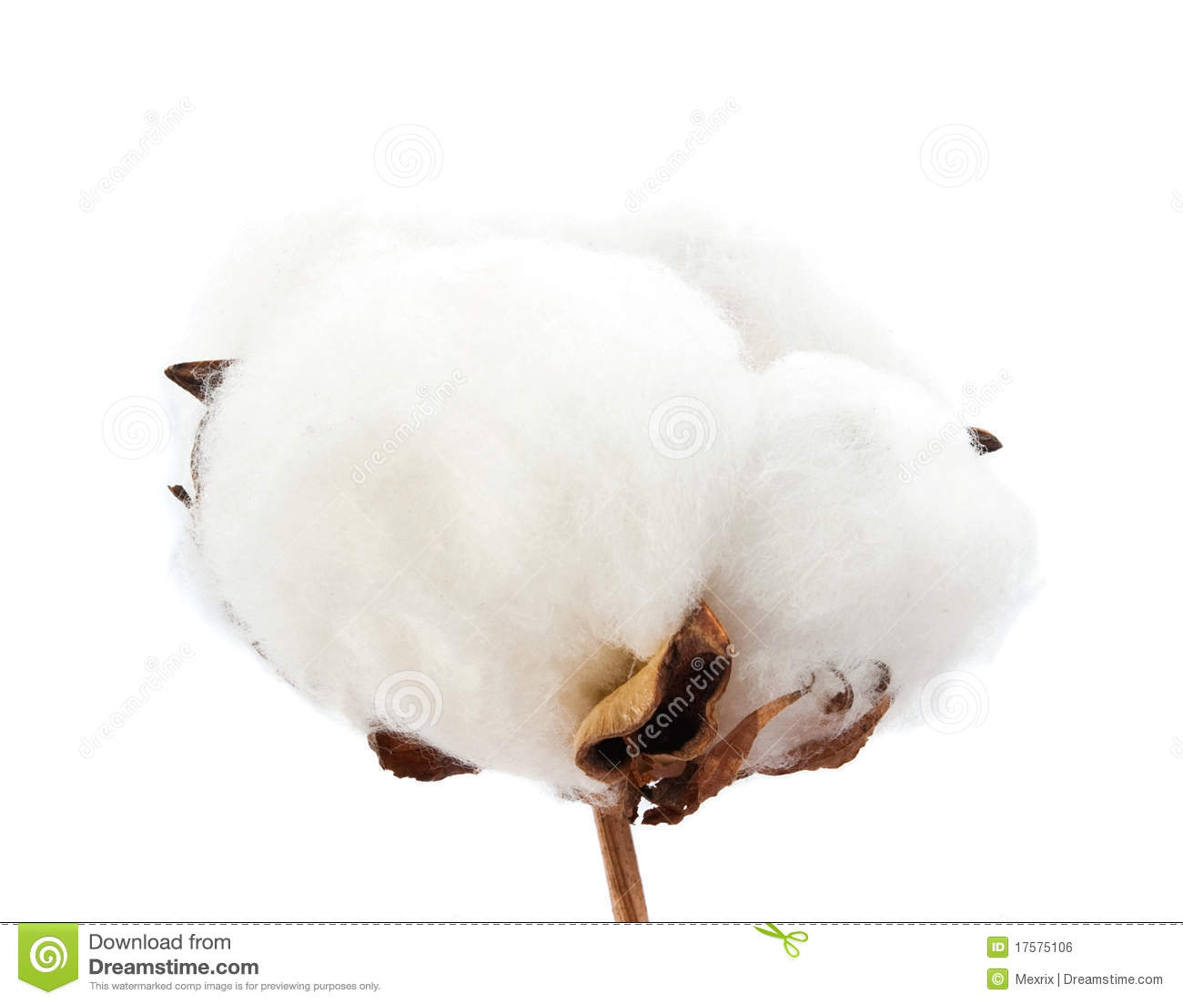 Cotton Royalty Free Stock Image   Image  17575106