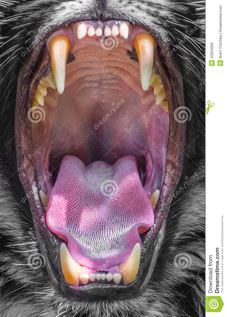 Зубы тигра