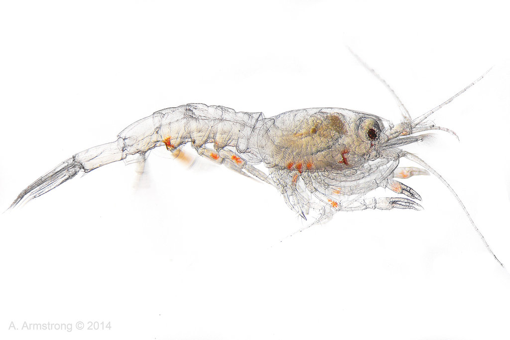 Krill Clipart Animal Portraits Feature 22