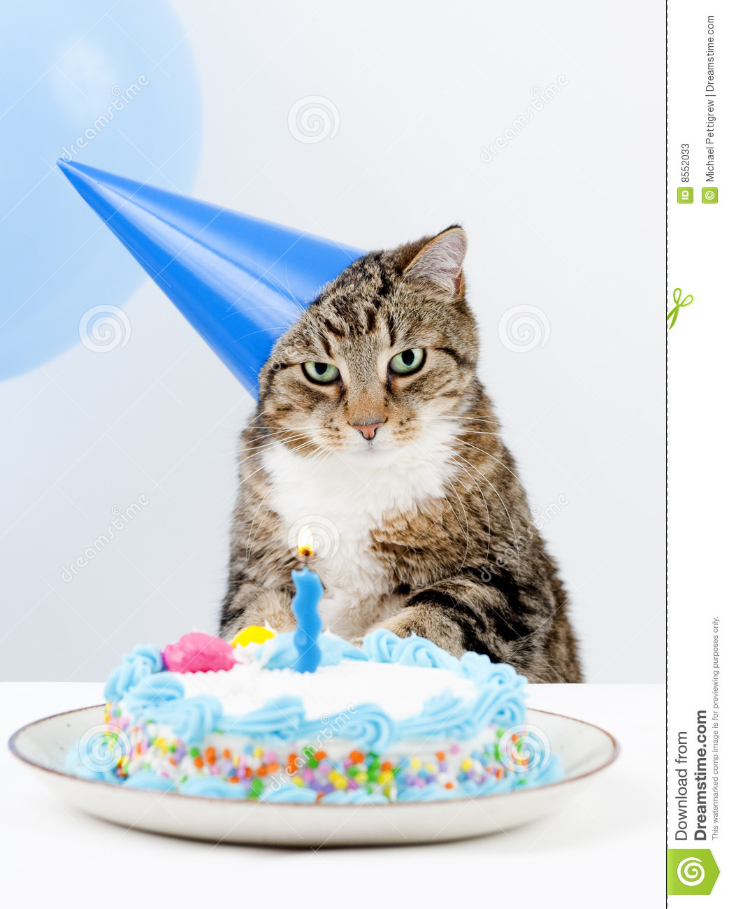 Cat Birthday Party Stock Photos   Image  8552033