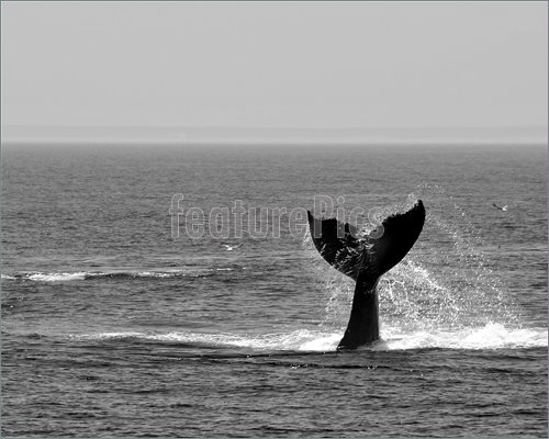 Picture Of Diving Whale S Tail Photographed On Stellwagen Bank Cape