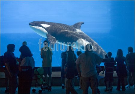 Whale Watching Image  Picture To Download At Featurepics Com