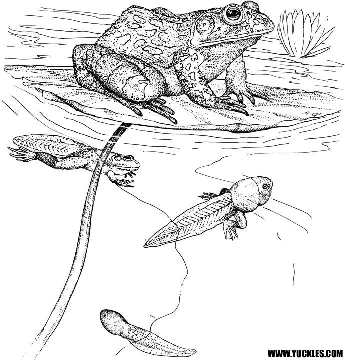 Http   Www Yuckles Com Images Reptile Coloring Pages Coloring Frog Jpg
