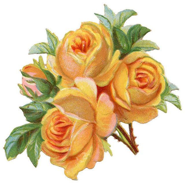 Cluster Of Peach Colored Roses   Rose And Flower Refrence   Pinterest