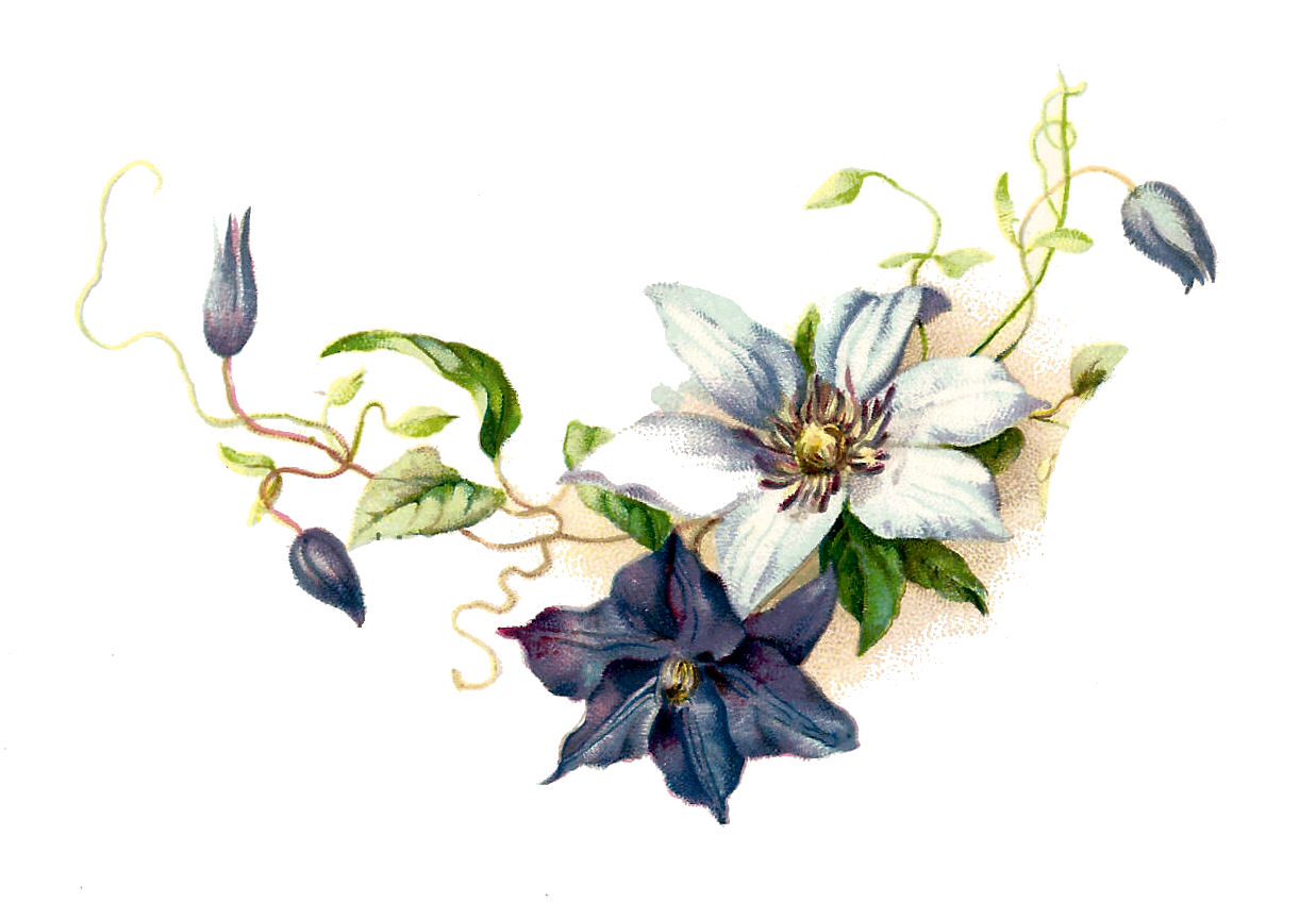 Flower Graphic  Pretty Vintage Blue And White Clematis Flower Clip Art