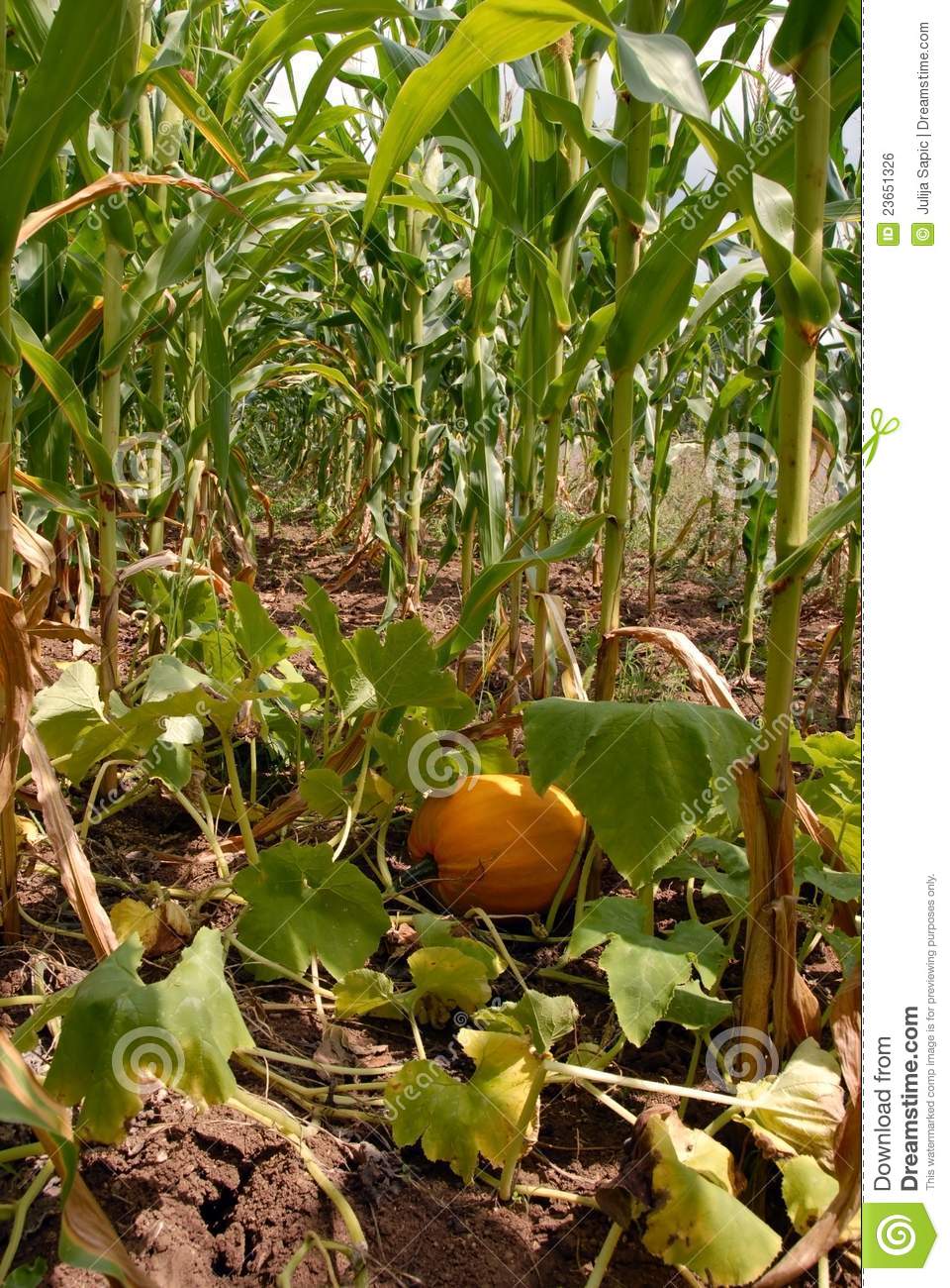Growing Pumpkin In Corn Royalty Free Stock Image   Image  23651326