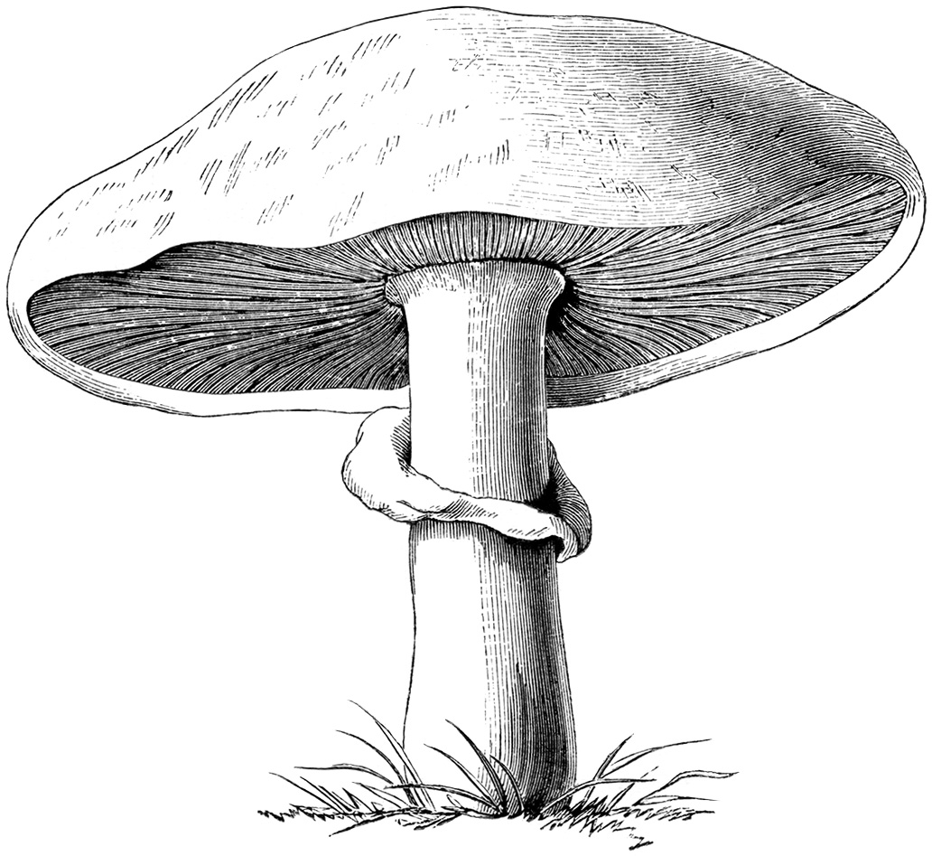 Black And White Garden Clipart Mushroom Illustration Old Book Page
