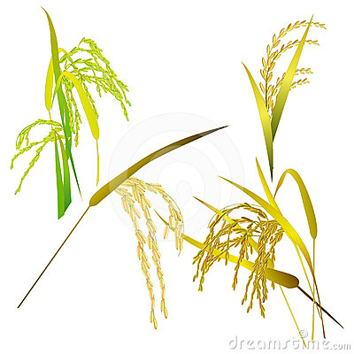 Stock Image  Rice Grain Paddy And Leaf Isolated On White  Image