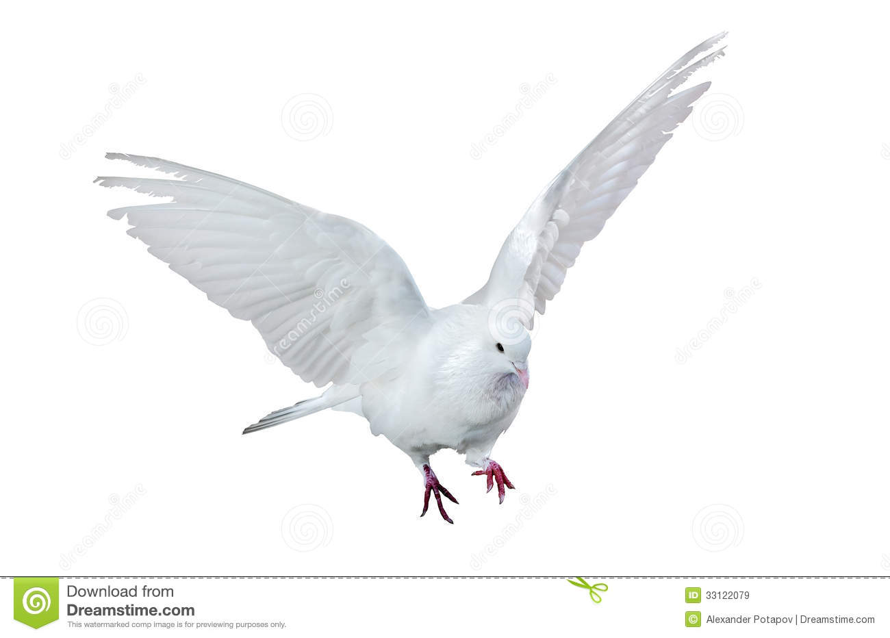 Photo Of Flying Dove Isolated On White Background Mr No Pr No 3 507 9