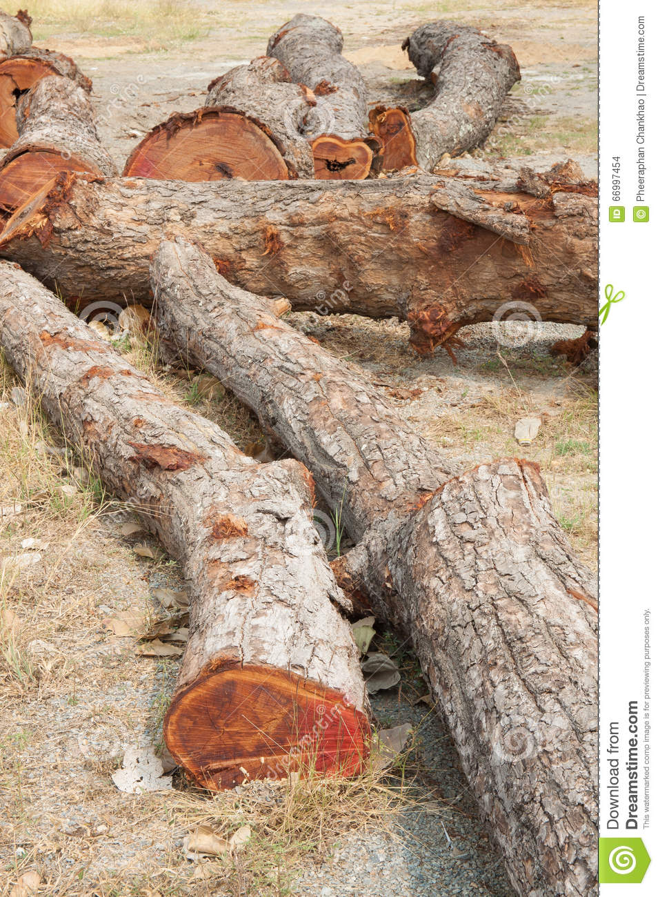 Timber On The Ground Stock Photo   Image  66997454