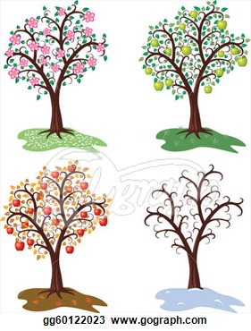 Vector Set Of Four Seasons Of Apple Tree   Vector Clipart Gg60122023