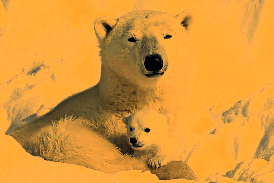 Download Mother And Baby Polar Bear   Lomo Hd Wallpaper For Free