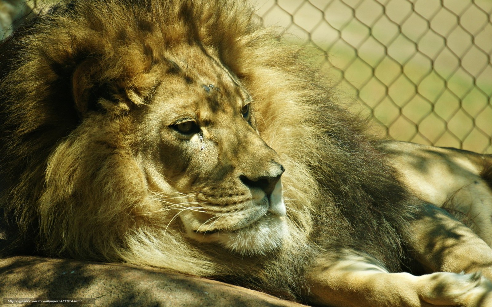Download Wallpaper Lion Zoo Background Free Desktop Wallpaper In The