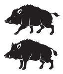 Wild Boar Or Sus Scrofa Or Wild Pig Or Wild Hog Or Razorback Or Boar