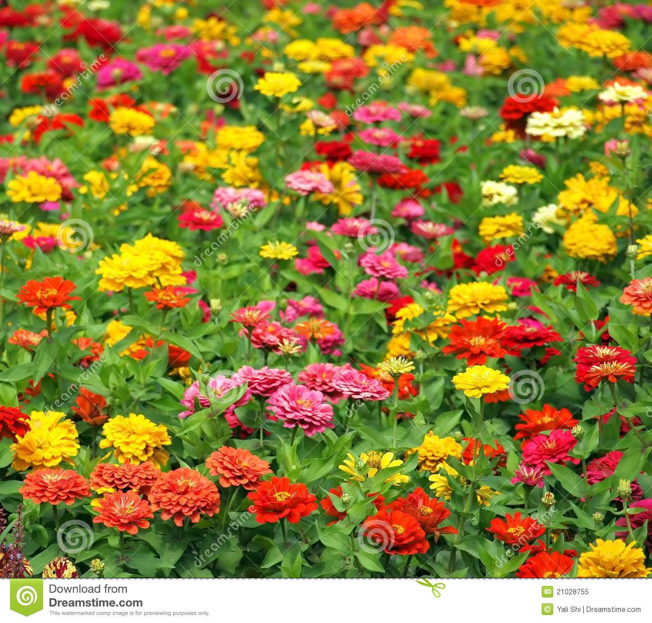 Brightly Colored Marigold Flowers Royalty Free Stock Photo   Image