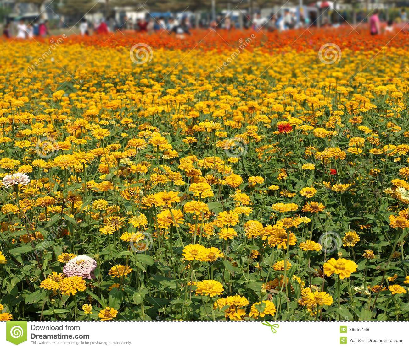 Visitors Enjoy Colorful Marigold Flowers Royalty Free Stock Photos