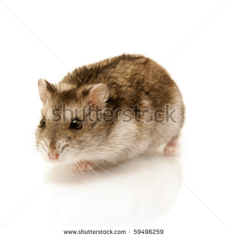 Cute Hamster Stock Photos Illustrations And Vector Art